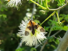Dycladia