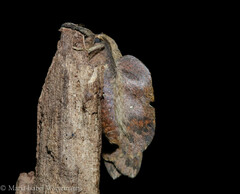 Travassosula subfumata