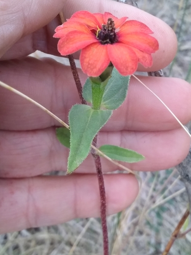 Peruvian zinnia