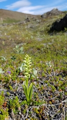 Platanthera hyperborea