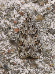 Scoparia basistrigalis
