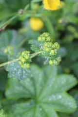 Alchemilla vulgaris