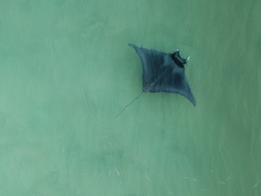 Mobula mobular