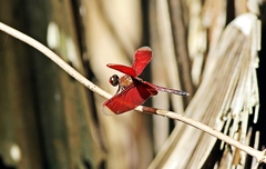 Neurothemis manadensis