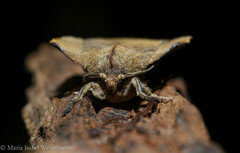 Travassosula subfumata