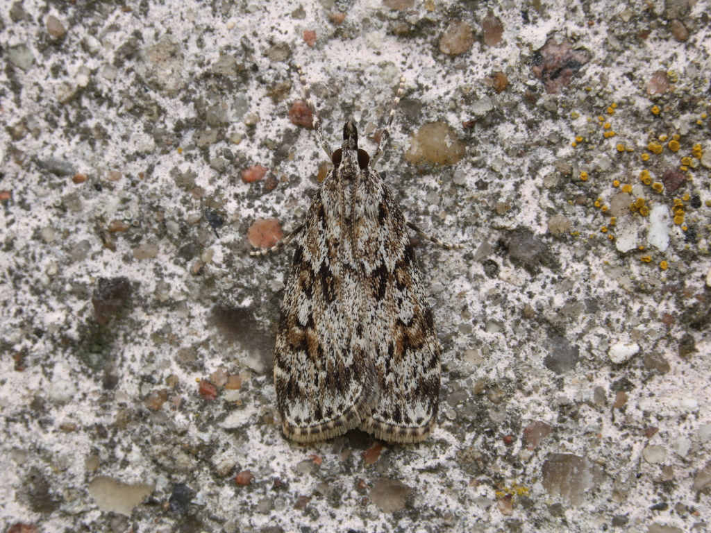 Base-lined Grey