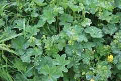 Alchemilla vulgaris