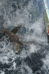 Carcharhinus longimanus