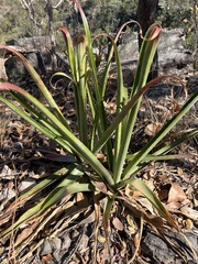 Bromelia reversacantha