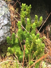 Huperzia appressa