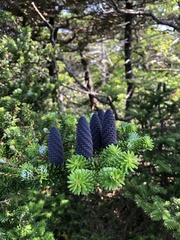Abies koreana