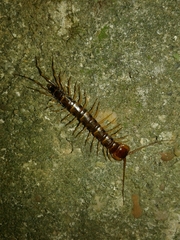 Lithobius variegatus rubriceps