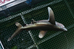 Carcharhinus longimanus