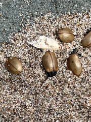 Chrysomela crotchi