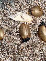 Chrysomela crotchi