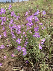 Penstemon gairdneri
