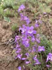 Penstemon gairdneri