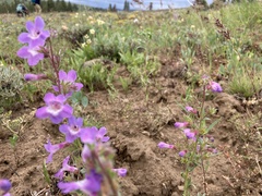 Penstemon gairdneri