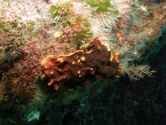 Schizoporella errata