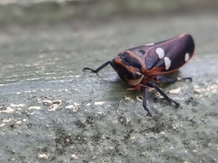 Eurymela fenestrata