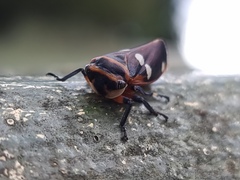 Eurymela fenestrata