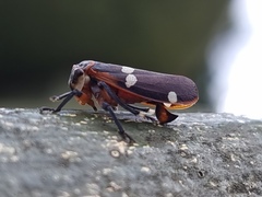 Eurymela fenestrata