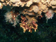 Schizoporella errata