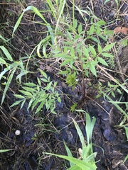 Cicuta maculata maculata