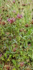 Trifolium willdenovii