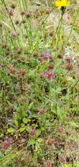 Trifolium willdenovii
