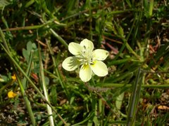 Platystemon californicus