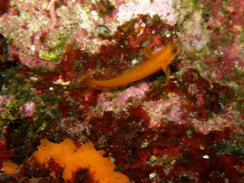 Parablennius pilicornis