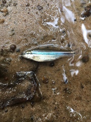 Notropis atrocaudalis