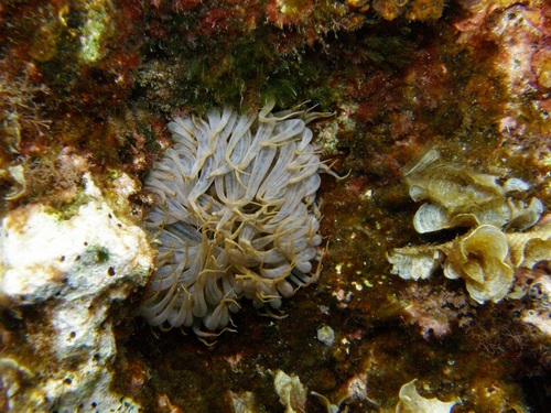 Aiptasia mutabilis