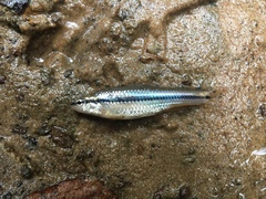 Notropis atrocaudalis
