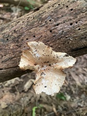 Bresadolia craterella