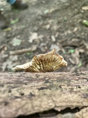 Bresadolia craterella