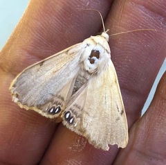 Litoprosopus coachella