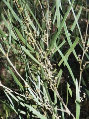 Acacia dawsonii
