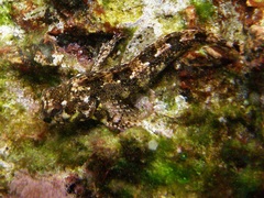 Lipophrys trigloides
