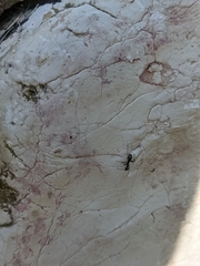 Formicidae