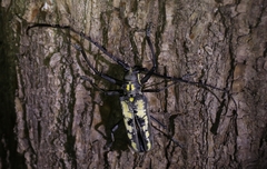 Batocera lineolata