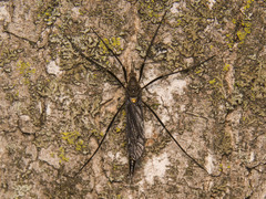 Nephrotoma altissima