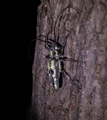 Batocera lineolata