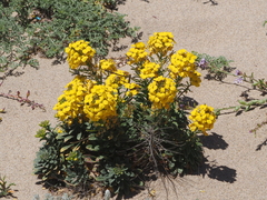 Erysimum menziesii