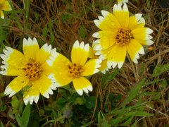 Layia platyglossa