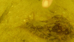 Bursatella leachii