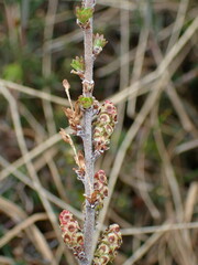 Betula michauxii