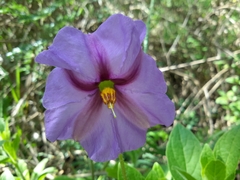Lycianthes moziniana
