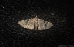 Chloroclystis embolocosma